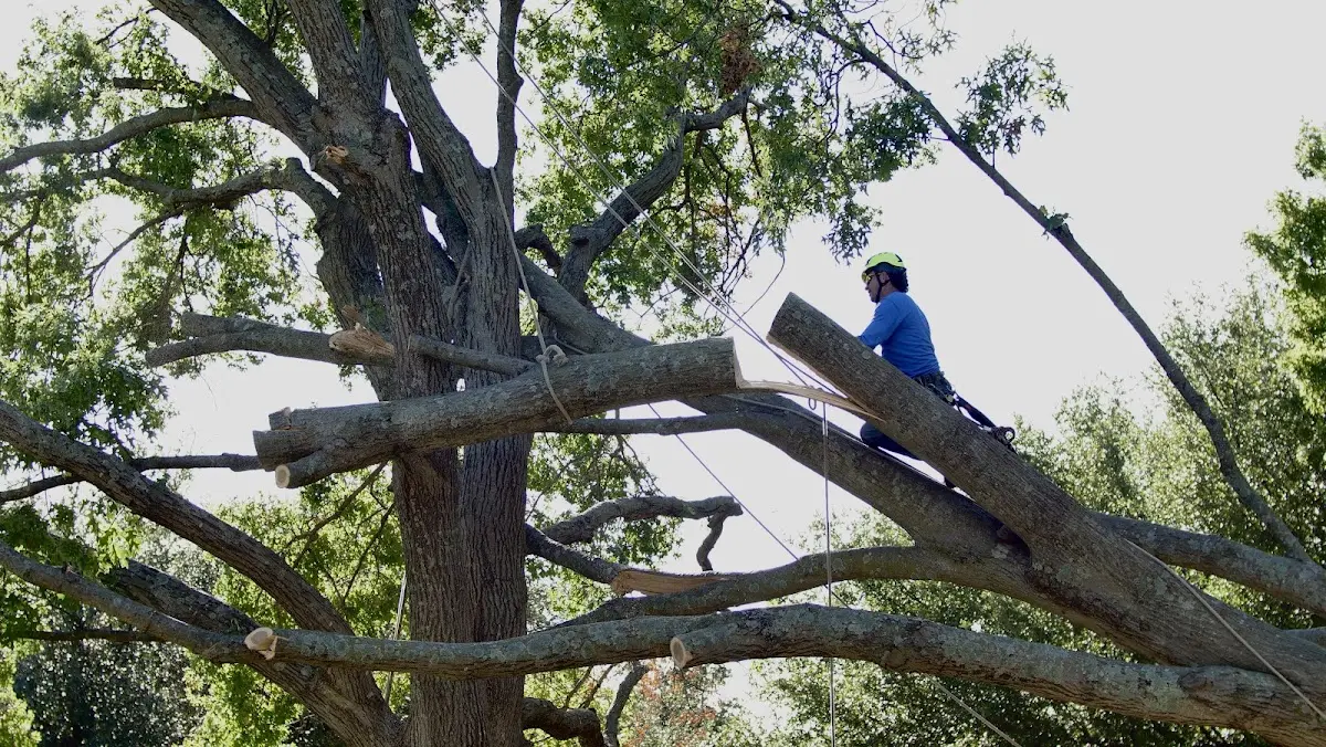 Professional Crown Thinning performed by certified arborists in Whittington