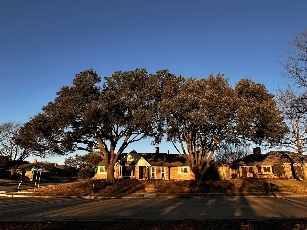 Established residential canopy tree shading a home in Whittington